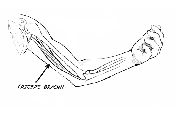 Biceps–Triceps Pair EMG Recording