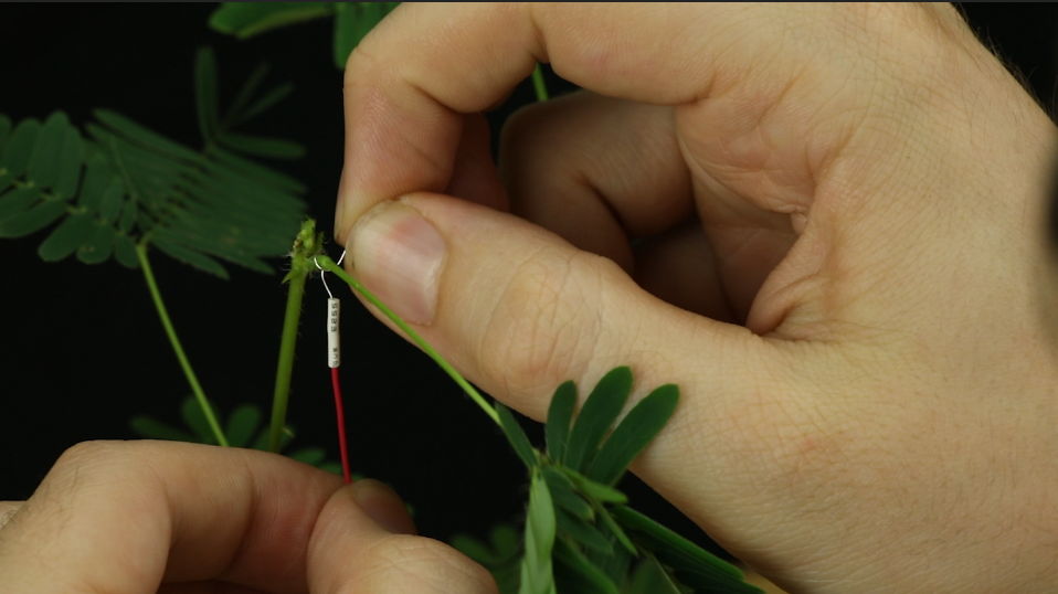 Electrode Preparation & Placement: