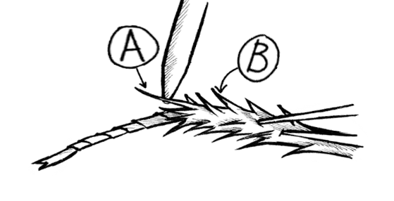 Understanding Somatotopy