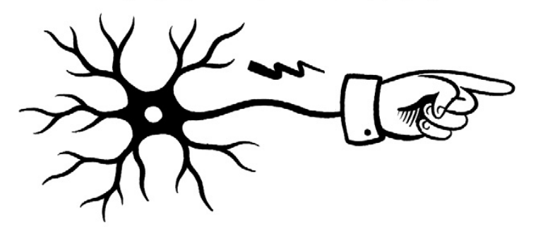 Neurons for touch