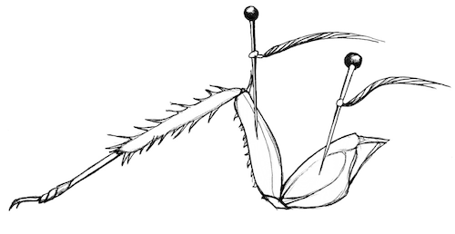 Three Electrode Placements
