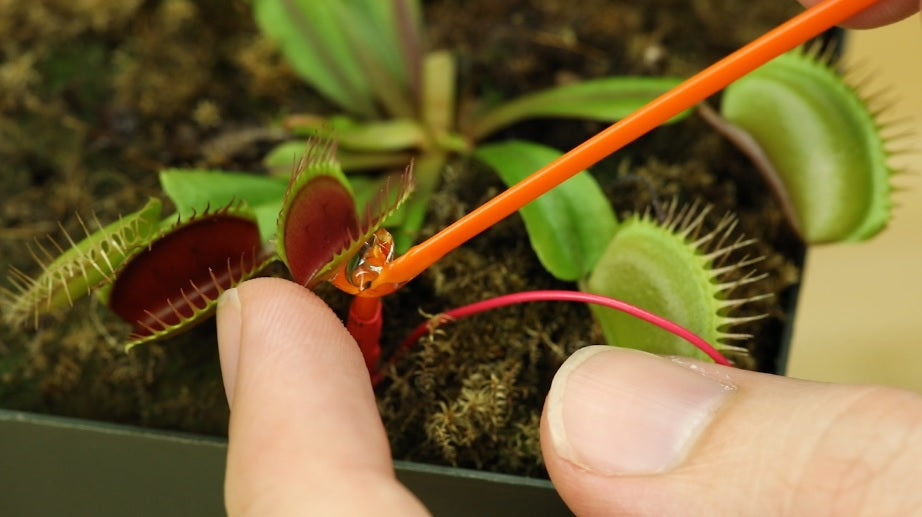 Record Electrical Signals From a Venus Flytrap
