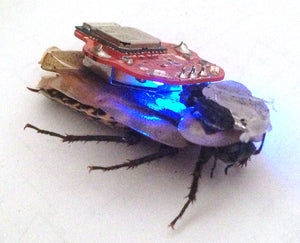 RoboRoach