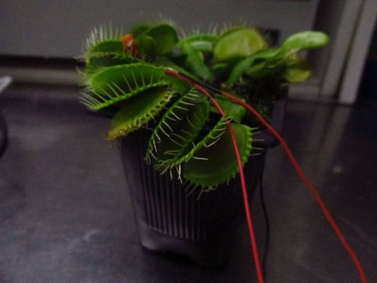 Imported from WP: New BYB Intern Studies How Fast Venus Flytrap Plans for Its Next Meal