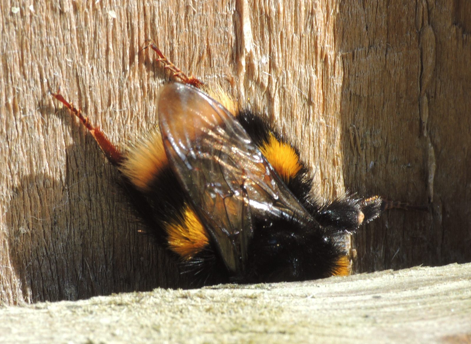 A bumble bee solved a puzzle. Here’s how scientists proved it wasn’t luck.