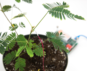 Plant SpikerBox