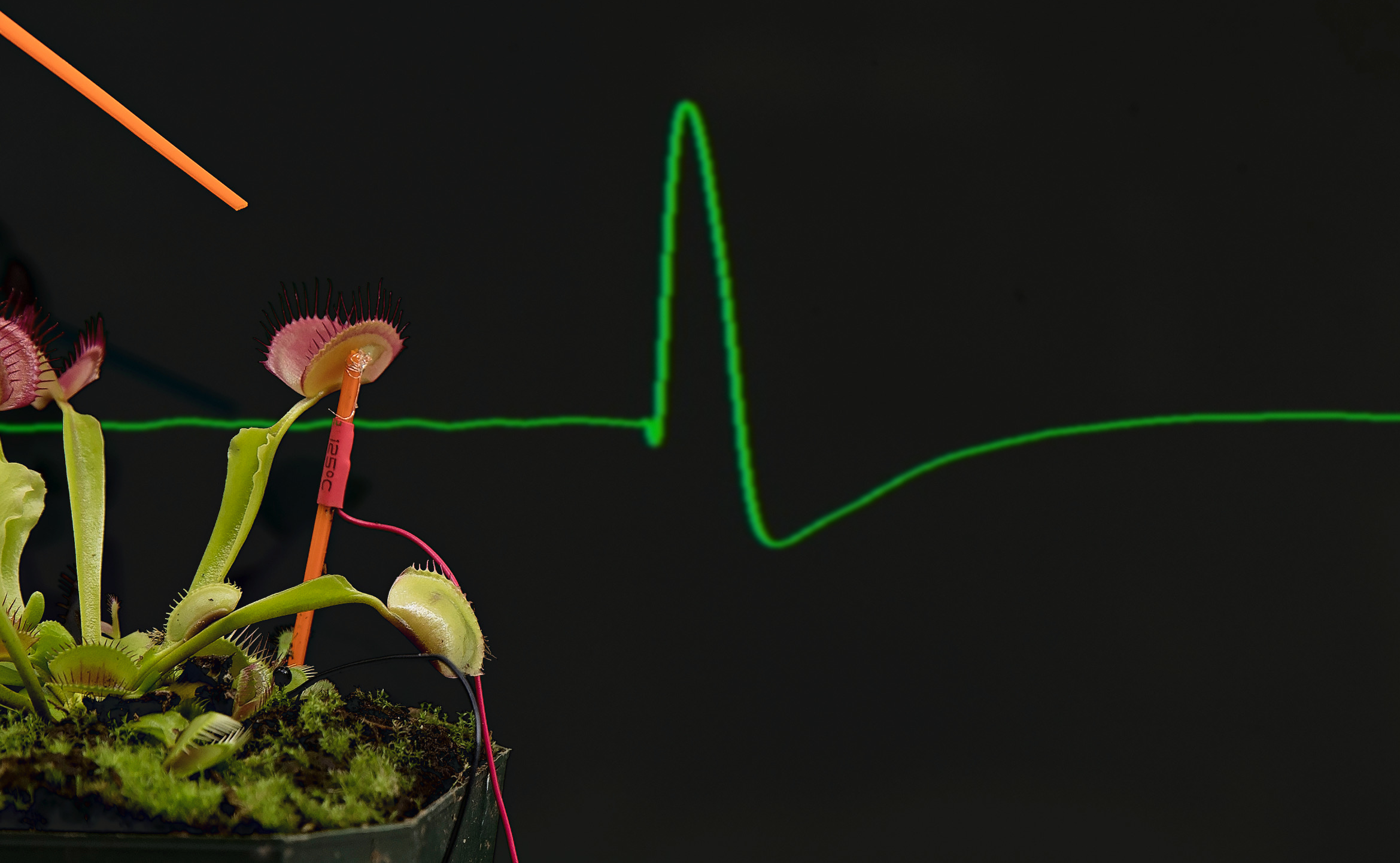 Plant SpikerBox