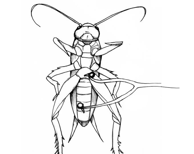 Cricket Cercal System