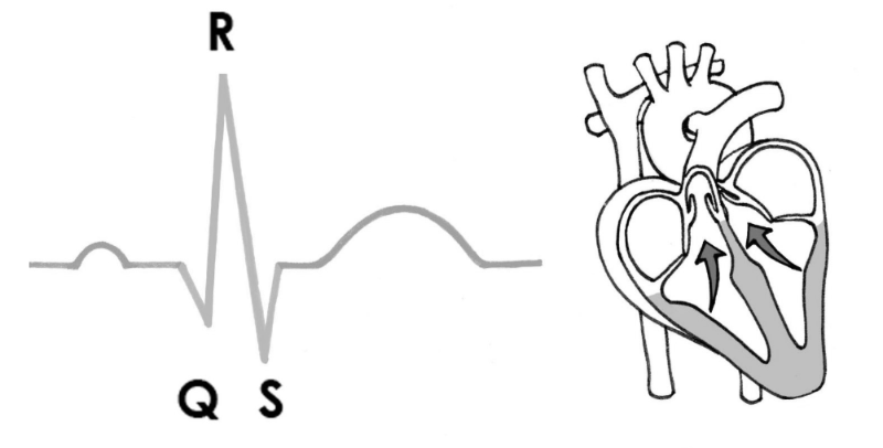 Heart Action Potentials