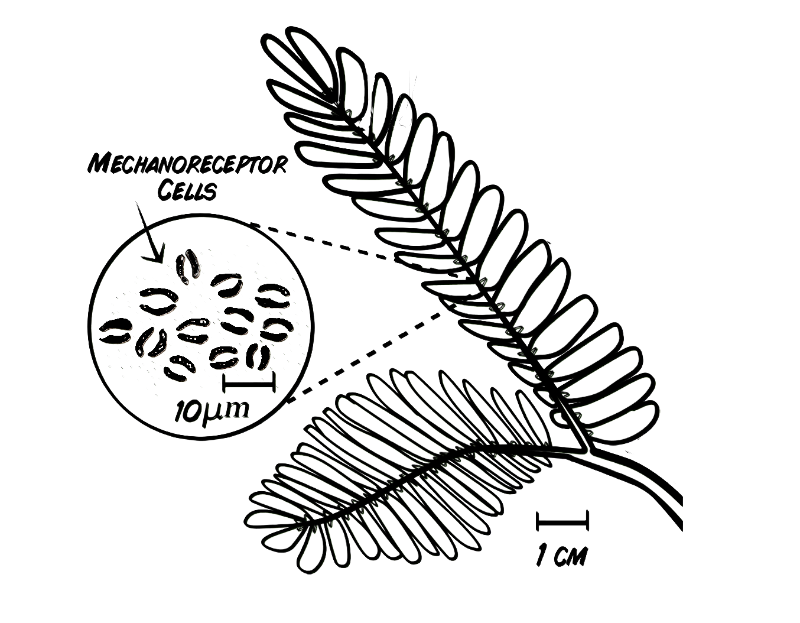 Electrophysiology of Sensitive Mimosa Pudica