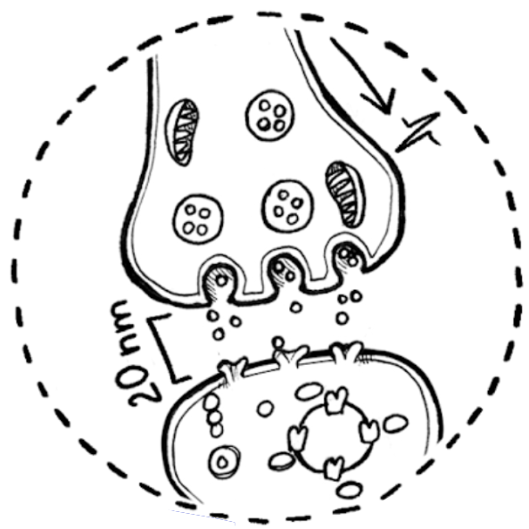 Neuropharmacology: Neurotransmitters in Action