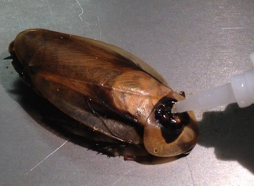 Experiment: Wirelessly Control a Cyborg Cockroach – Backyard Brains
