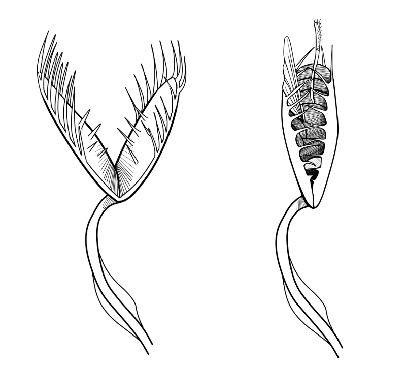 Venus Flytrap Electrophysiology