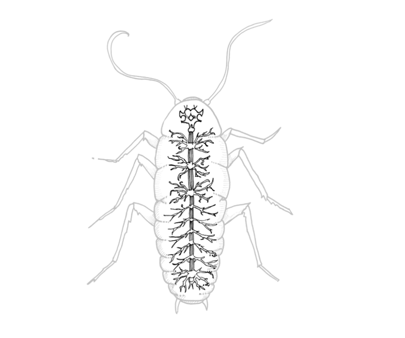 Spikes! Hear and See Living Neurons